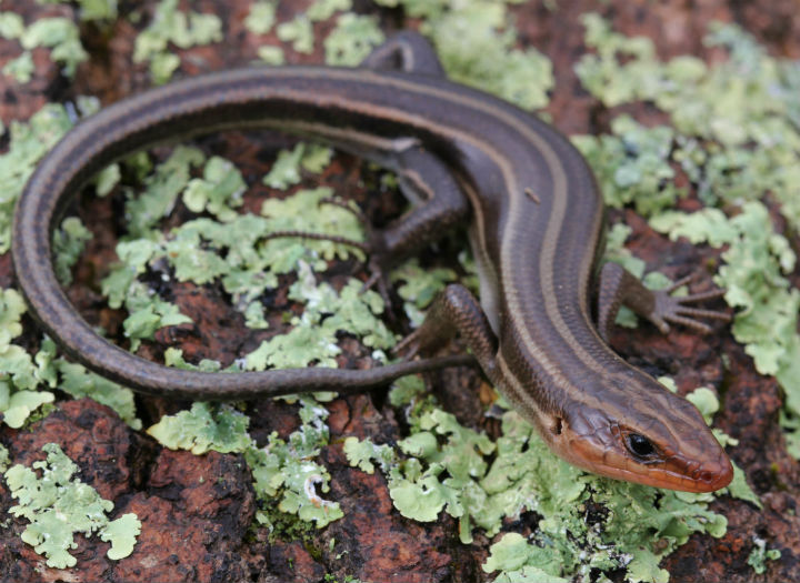 Five-lined Skink.\